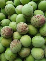 팜모닝 기타작물·영농일지 게시글 이미지