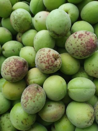 함영숙 님의 기타작물 · 영농일지 작성글 사진