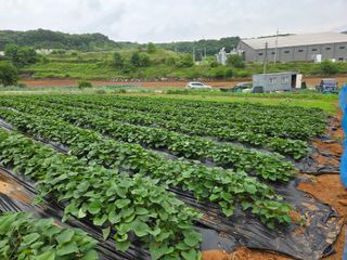 윤석은님의 고구마 · 영농일지 작성글 사진