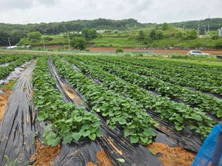 윤석은님의 고구마 · 영농일지 작성글 사진