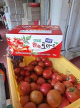 팜모닝 토마토·영농일지 게시글 이미지