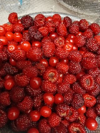 강지현님의 딸기 · 영농일지 작성글 사진