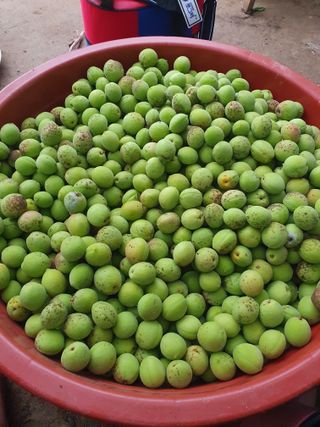 함영숙 님의 기타작물 · 영농일지 작성글 사진