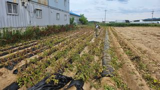 김남근님의 감자 · 영농일지 작성글 사진