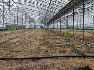 농업회사법인무지개주식회사님의 포도 · 영농일지 작성글 사진