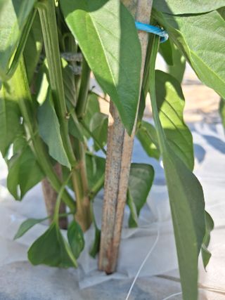 과림한수정님의 기타작물 · 영농일지 작성글 사진