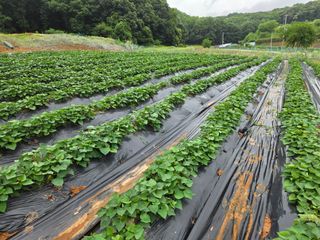 윤석은님의 고구마 · 영농일지 작성글 사진