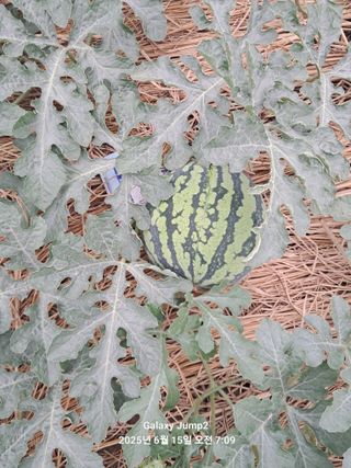 최원규님의 기타작물 · 영농일지 작성글 사진