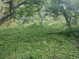 단감당감님의 감 · 영농일지 작성글 사진