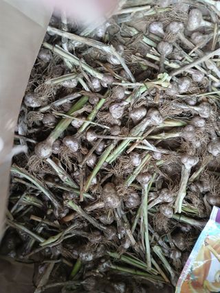 강지현님의 마늘 · 영농일지 작성글 사진