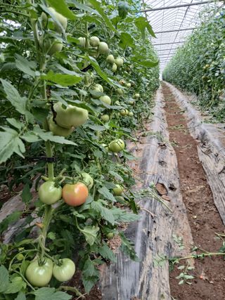 유홍기님의 기타작물 · 영농일지 작성글 사진