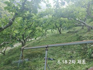 단감당감님의 감 · 영농일지 작성글 사진