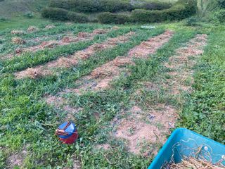 김유찬님의 마늘 · 영농일지 작성글 사진