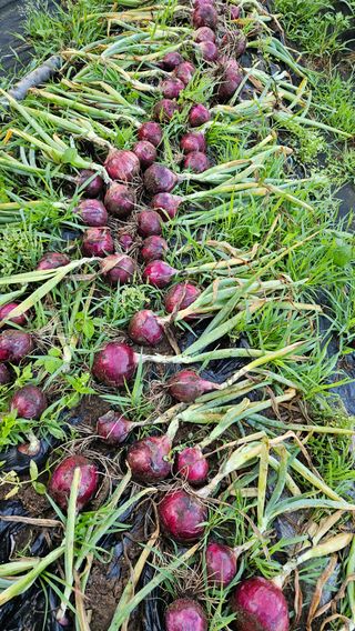 모니카님의 양파 · 영농일지 작성글 사진