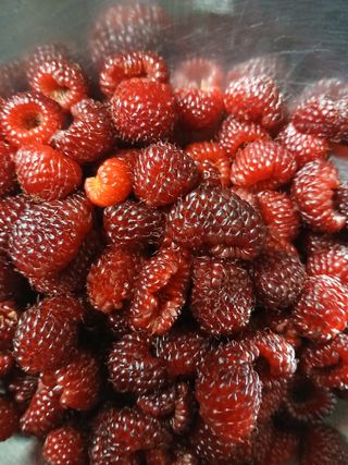 강지현님의 딸기 · 영농일지 작성글 사진