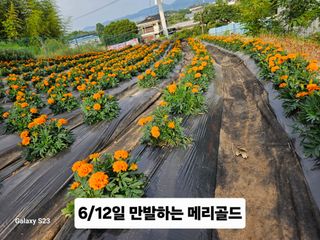 이신화님의 기타작물 · 영농일지 작성글 사진