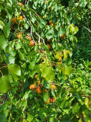 고구마7498김종길님의 기타작물 · 영농일지 작성글 사진