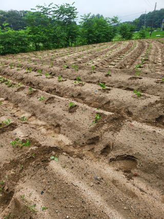 유경임님의 들깨 · 영농일지 작성글 사진