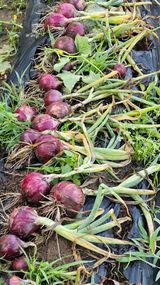 팜모닝 양파·영농일지 게시글 이미지