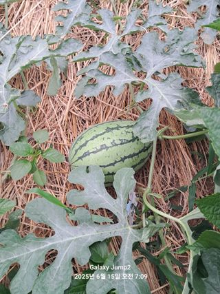 최원규님의 기타작물 · 영농일지 작성글 사진