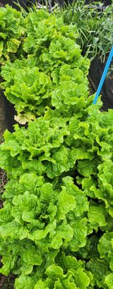 팜모닝 기타작물·영농일지 게시글 이미지