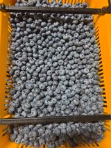 팜모닝 블루베리·영농일지 게시글 이미지