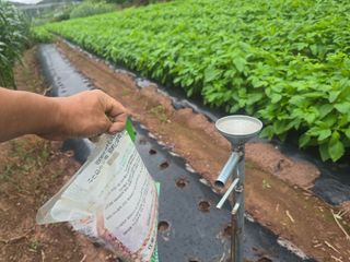 박정원님의 옥수수 · 영농일지 작성글 사진