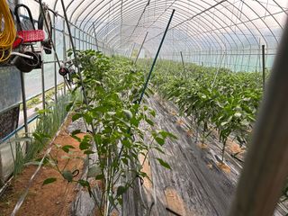 농린이님의 고추 · 영농일지 작성글 사진