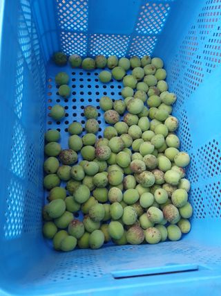 함영숙 님의 기타작물 · 영농일지 작성글 사진