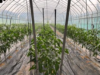 농린이님의 고추 · 영농일지 작성글 사진