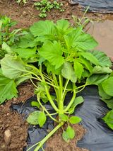 팜모닝 기타작물·영농일지 게시글 이미지