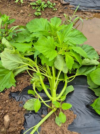 농부님.모두.모두힘님의 기타작물 · 영농일지 작성글 사진