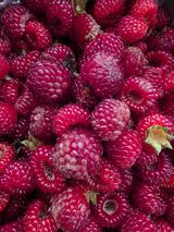 팜모닝 딸기·영농일지 게시글 이미지