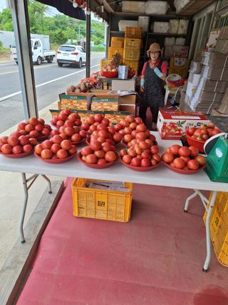 이청우님의 토마토 · 영농일지 작성글 사진