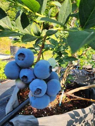 밀양달콤팜님의 기타작물 · 영농일지 작성글 사진