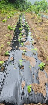 팜모닝 기타작물·영농일지 게시글 이미지