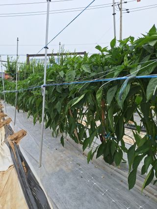 과림한수정님의 기타작물 · 영농일지 작성글 사진