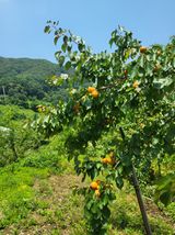 팜모닝 기타작물·영농일지 게시글 이미지