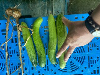 김유찬님의 마늘 · 영농일지 작성글 사진