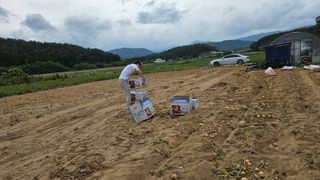 김남근님의 감자 · 영농일지 작성글 사진