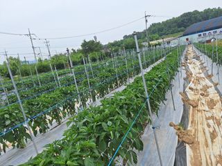 과림한수정님의 기타작물 · 영농일지 작성글 사진