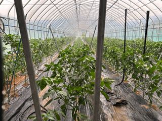 농린이님의 고추 · 영농일지 작성글 사진