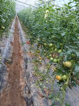 팜모닝 기타작물·영농일지 게시글 이미지