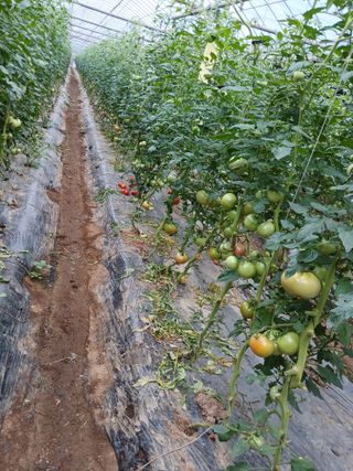유홍기님의 기타작물 · 영농일지 작성글 사진