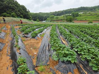 윤석은님의 고구마 · 영농일지 작성글 사진