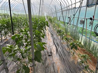 농린이님의 고추 · 영농일지 작성글 사진