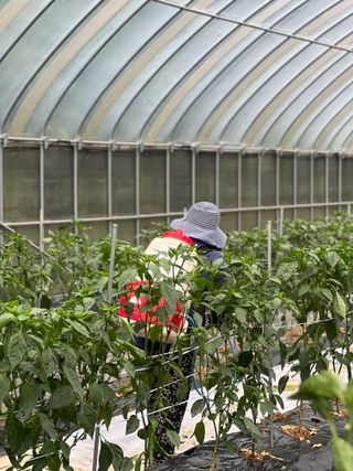 엘림농장님의 고추 · 영농일지 작성글 사진