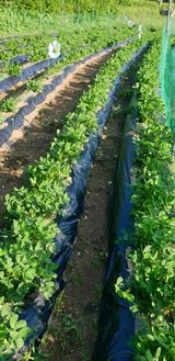 팜모닝 기타작물·영농일지 게시글 이미지