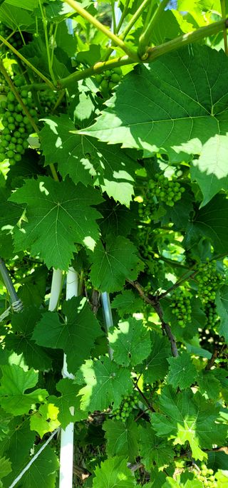 장기준님의 기타작물 · 영농일지 작성글 사진