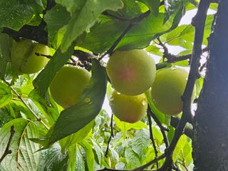 박주흥님의 자두 · 영농일지 작성글 사진